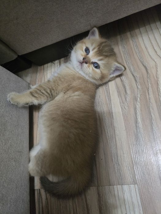 котята в семью Скотиш Страй