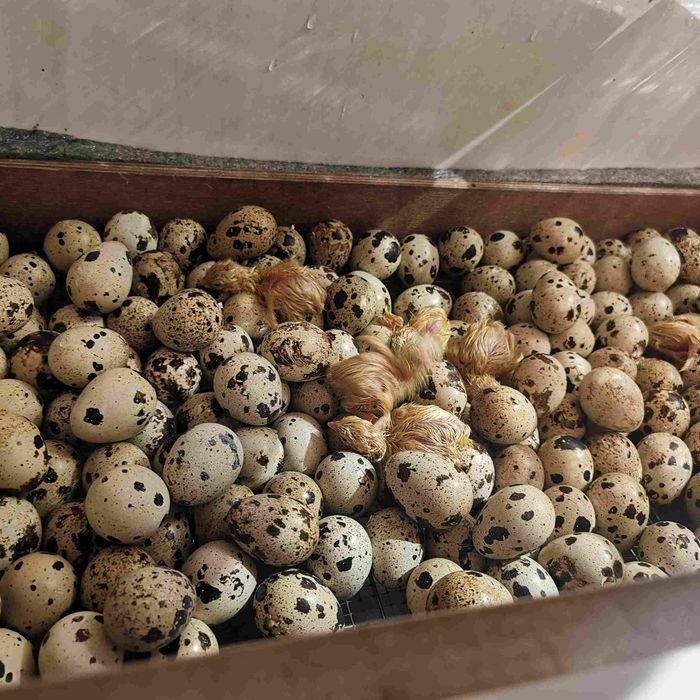 Перепелный яйцо Бодене жумырткасы