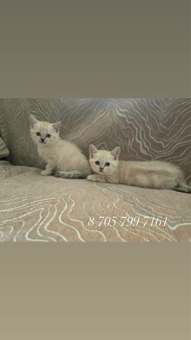 Шотландские котята