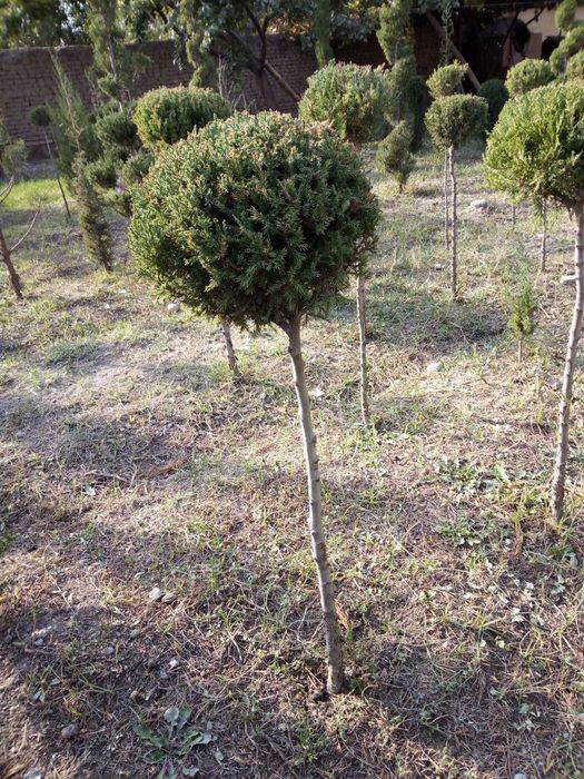 Assalom aleykum daraxt ekish va shakl berish Toshkent boʼylab