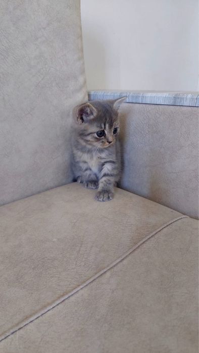 Марғаулар сүйкімді