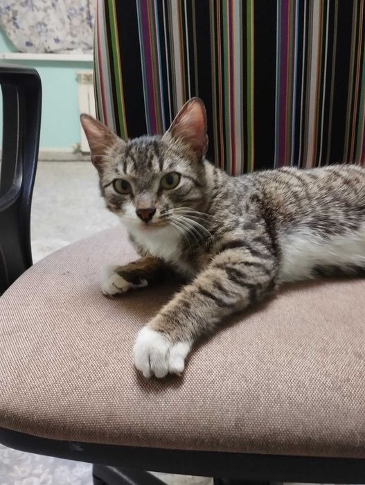 Отдам котика в хорошие руки