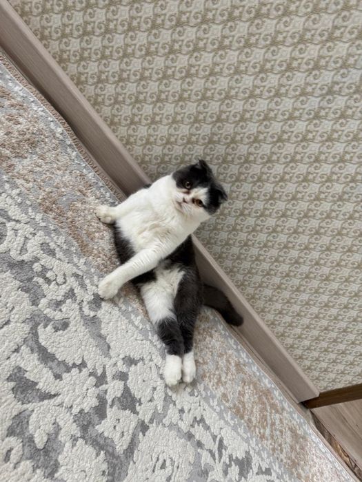 Отдам в добрые руки котика