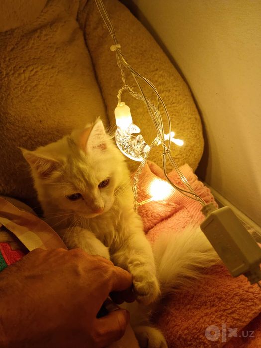 Мушук, кошка, турецский ангорка
