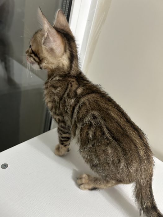 Бенгальская кошка