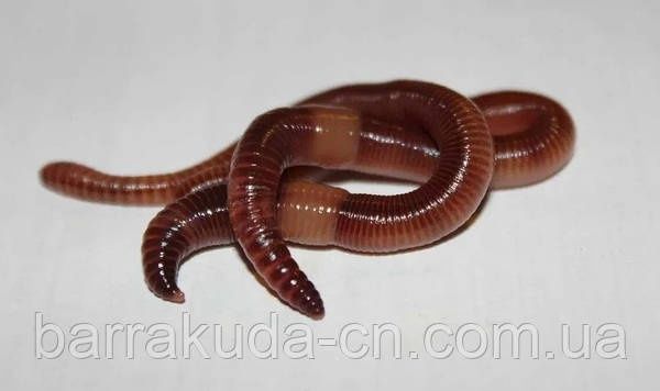 Дендрабена для разведения