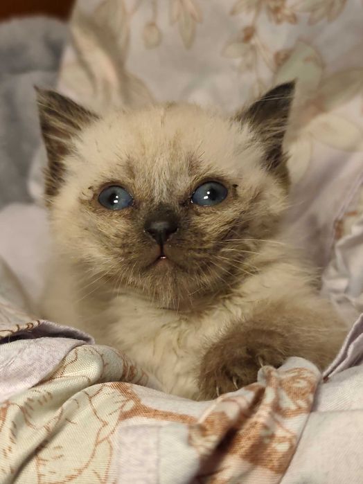 Котята 1,5 месяца ищут дом