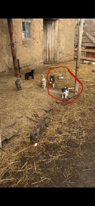 Грей,гончия,грейхайнд,щенки