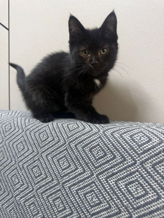 Котенка в добрые руки
