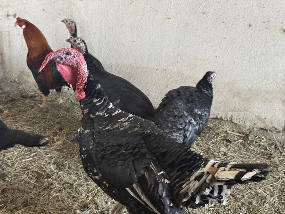 Индюки, индюшки.