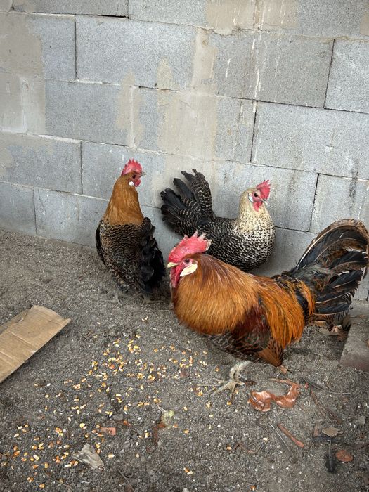 продаю курей породы Брекель