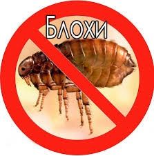 Дезинфекция быстрым эффектом клопы тараканы блох Крис и др уничтожым