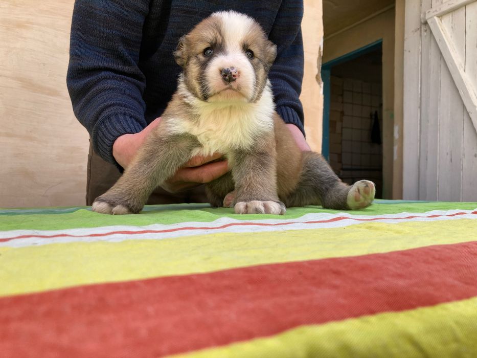 Щенок алабая ( Туркменский )