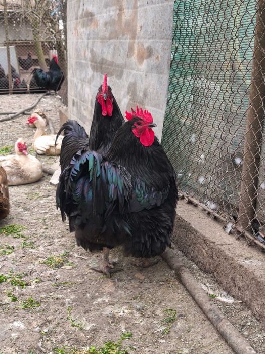 Продавам качествени и здрави домашно отгледани птици