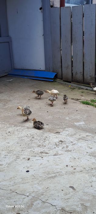 Curci și curcani de anul acesta