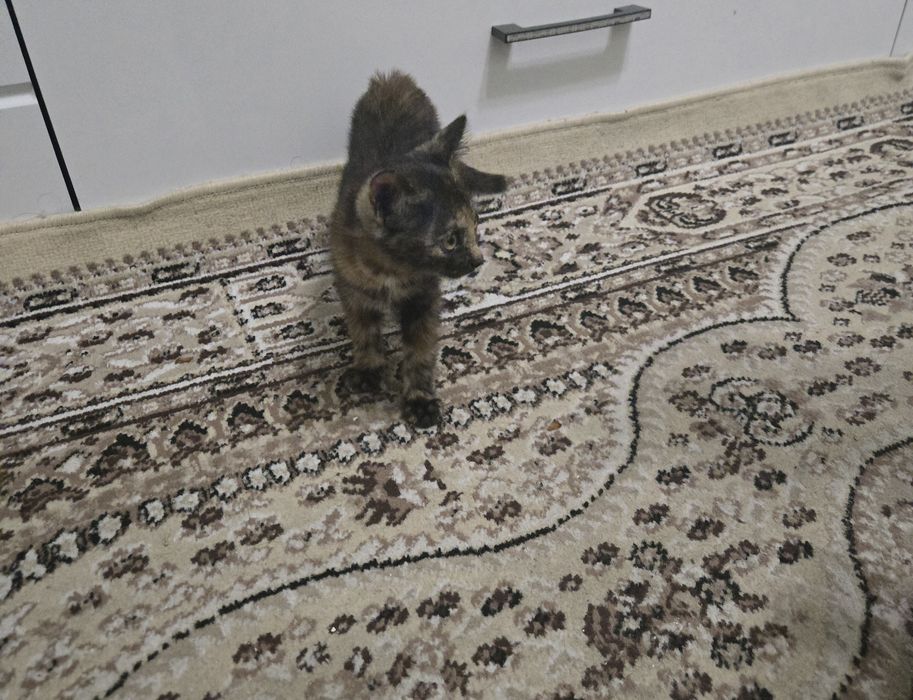 Милые  домашние  котята