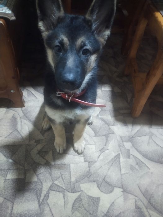 Немецкая овчарка девочка