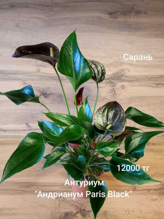 Антуриум разный..