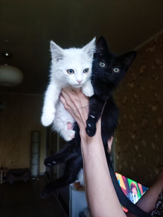 Милые котята мальчик и девочка