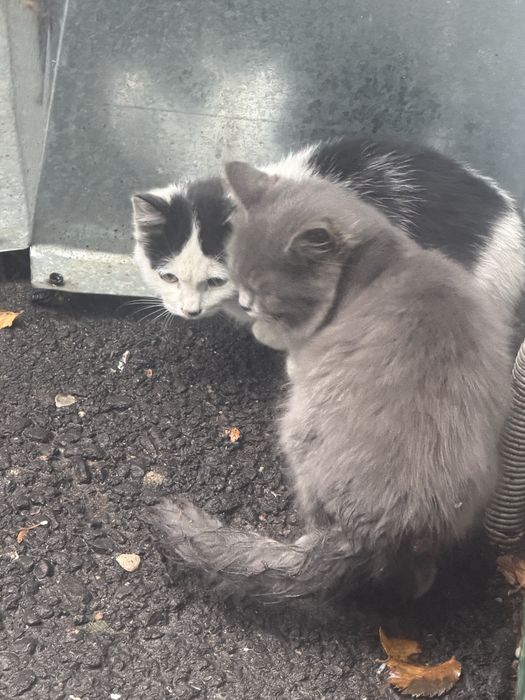 Красивые котята в добрые руки
