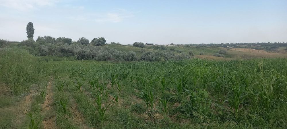 Chorva uchu yoki dacha qilish uchun yer sotiladi