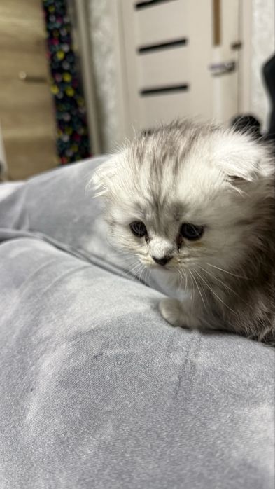 Котенок девочка скоттиш фолд (шотландка)
