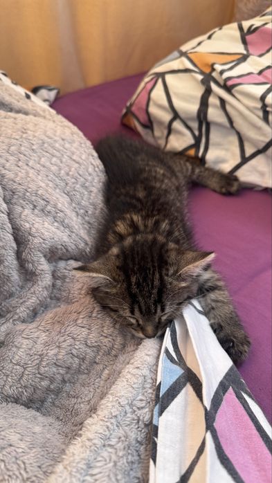 котенок 1.5 месяца мальчик