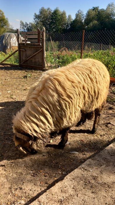 Ultima strigare dacă nu,se taie. Aștept oferte...Berbec mior bun de montă