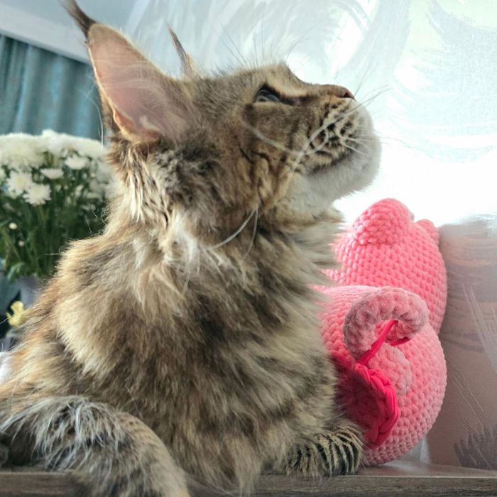 Мейн-кун кошечка