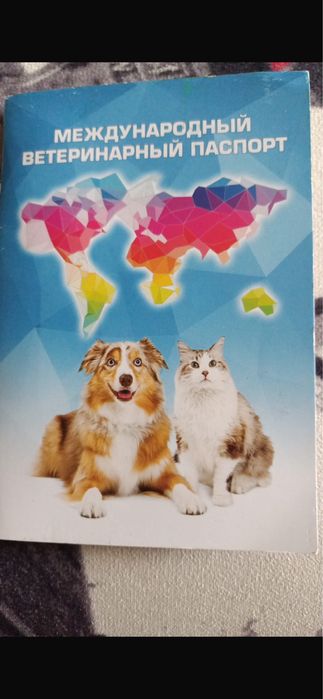 Британский котенок