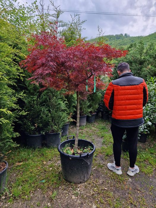 Spirală pon pon arțar japonez salcie măslini seculari