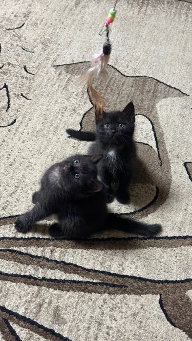отдам котят в добрые руки