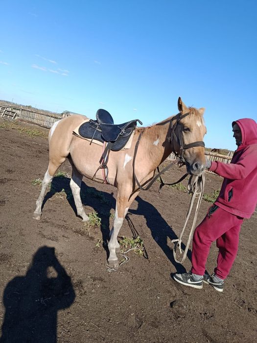 Продам пегова жеребчика