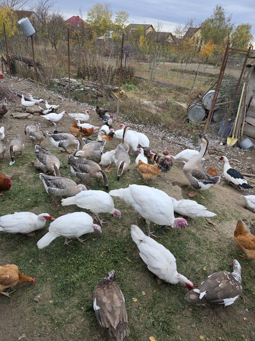 De vânzare gâște,rețe și curcani.