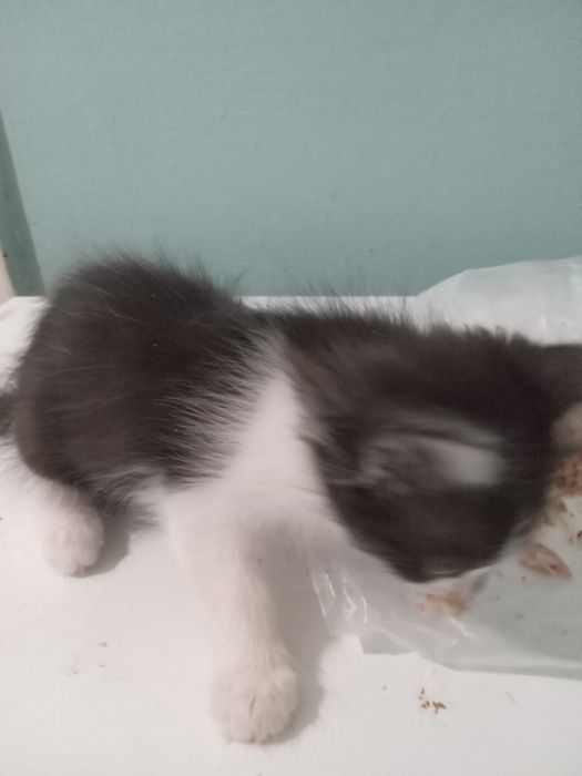 Маргау 2 ай. Ургашы. Туалет биледи. Акылды, адеми.