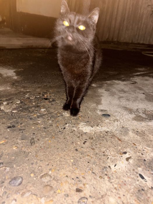 Котята в хорошие руки