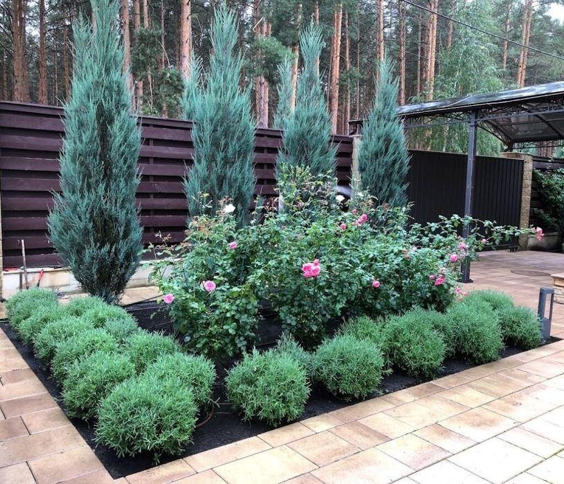 Продам сеянцы сорта СТРИКТА"