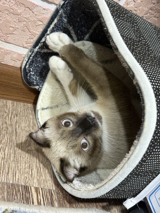 Vyaska uchun Tekinga__1