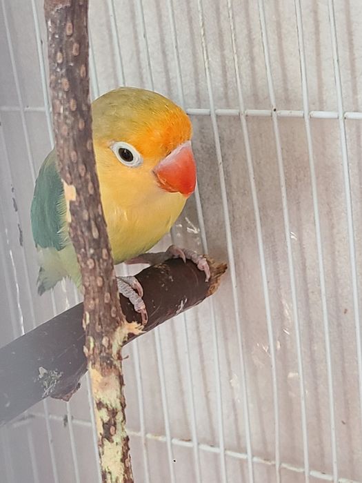 Папугай неразлучник ,самец 8 мес