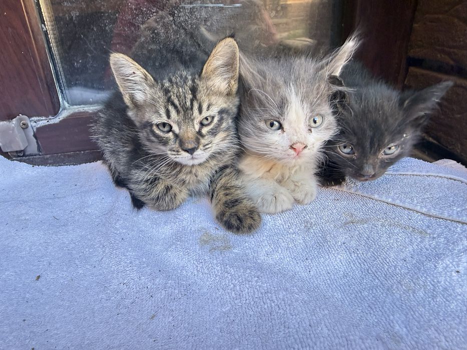 Котята в добрые руки