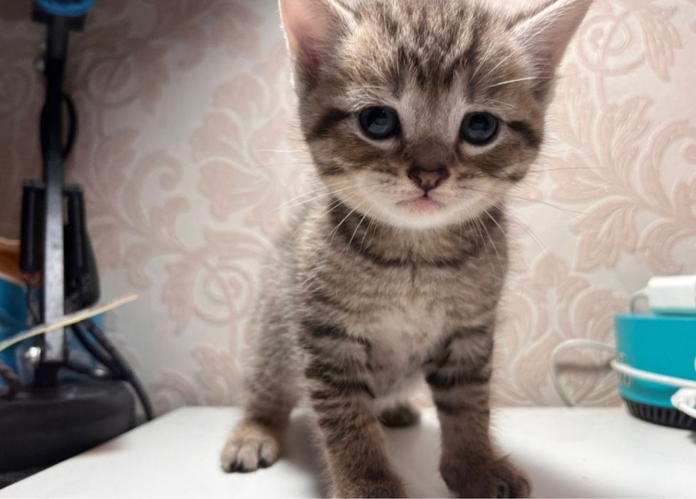 Британский котенок