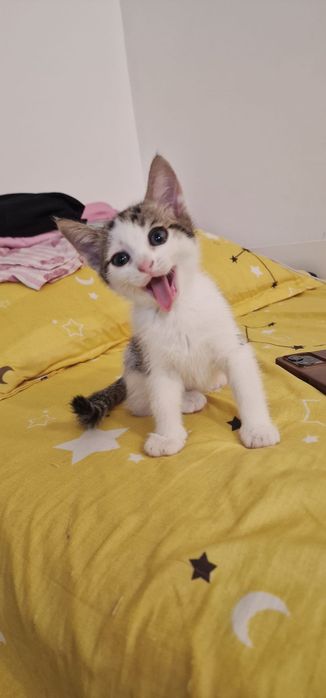 Donez pisoiasi 1 luna si 3 saptamani