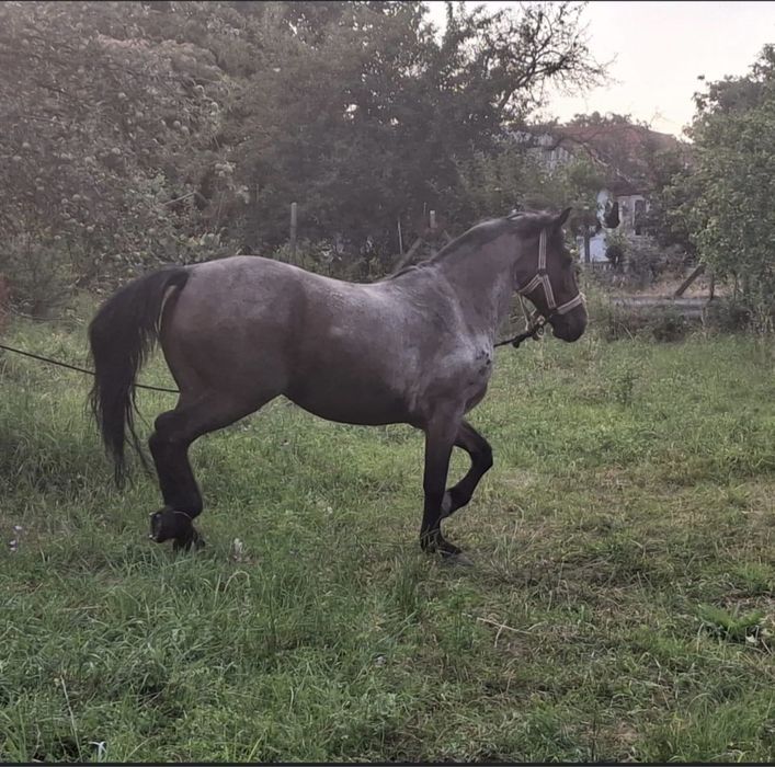 Vând o pereche de cai