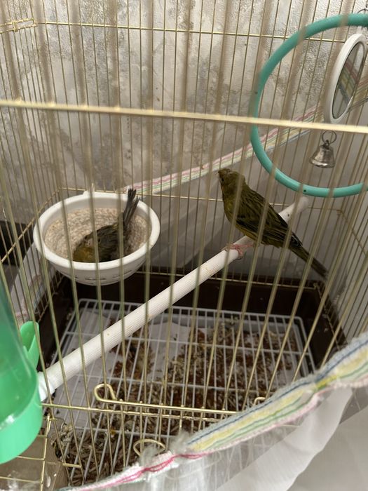 Канарейка пара с клеткой