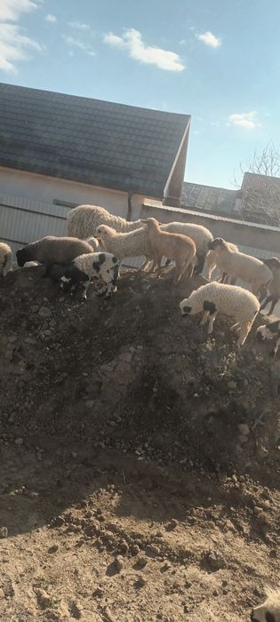 Miei crescuti ecologic