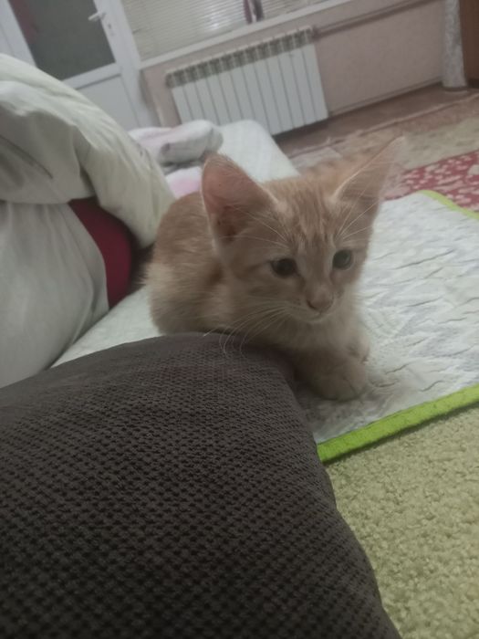 Хороший котенок в хорошие руки