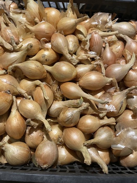 Продам лук монастырский и шалот