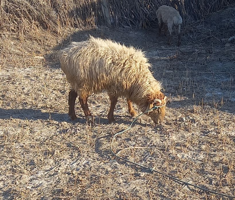 Қошқар сатылады бағасы 110000тг