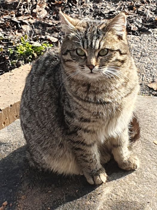 Ласковый котик 5 мес.