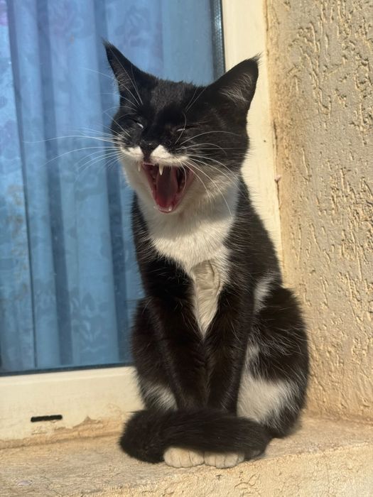 Кошка в добрые руки